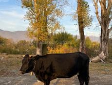 продаю коровы срочно 