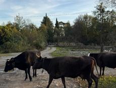 продаю коровы срочно 
