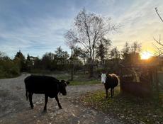 продаю коровы срочно 