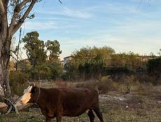 продаю коровы срочно 