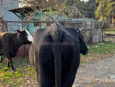 продаю коровы срочно 