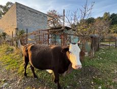 продаю коровы срочно 