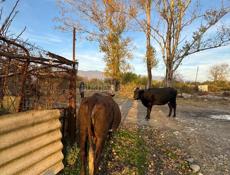 продаю коровы срочно 