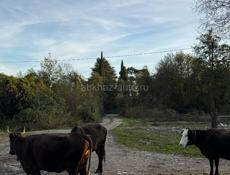 продаю коровы срочно 