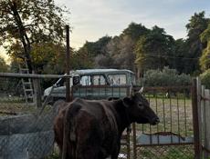 продаю коровы срочно 