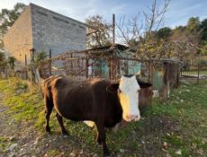 продаю коровы срочно 