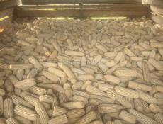 Продаю кукурузу 