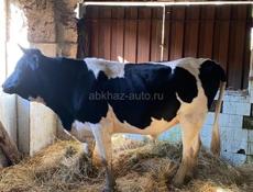 Продается бык 