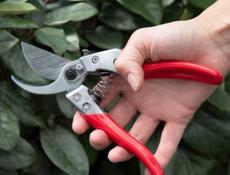 Пойдем на мандарины 