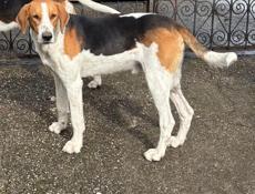 🐶пропала собака 