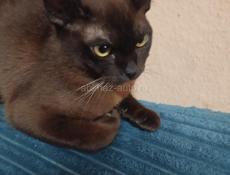 Котик Евро бурма