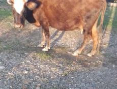Продается корова