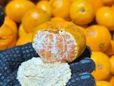 МАНДРИНЫ под сок и варенье 