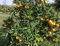 Продам мандарин 