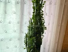 малочай треугольный