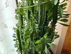 малочай треугольный