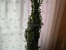 малочай треугольный