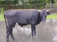 Продаю бычка 