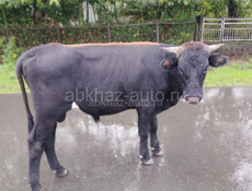 Продаю бычка 