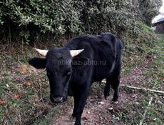 Продаётся бычок 120 кг.