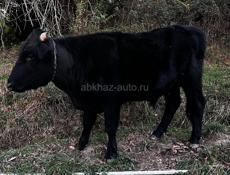 Продаётся бычок 120 кг.
