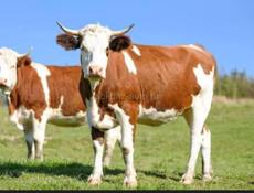 Продаю коровы 