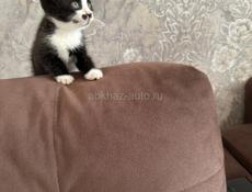 Отдам в добрые руки