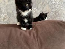 Отдам в добрые руки