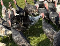 Продаются индюшки