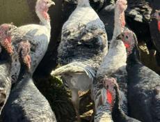 Продаются индюшки