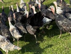 Продаются индюшки