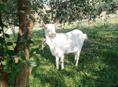Продам коз(молочные) 