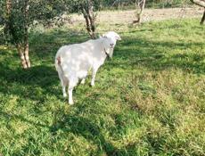 Продам коз(молочные) 