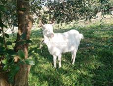 Продам коз(молочные) 