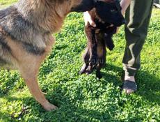 Щенки немцы.