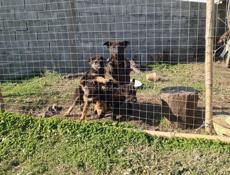 Щенки немцы.