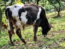 Продается молодой бычок 