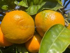 Сбор мандаринов