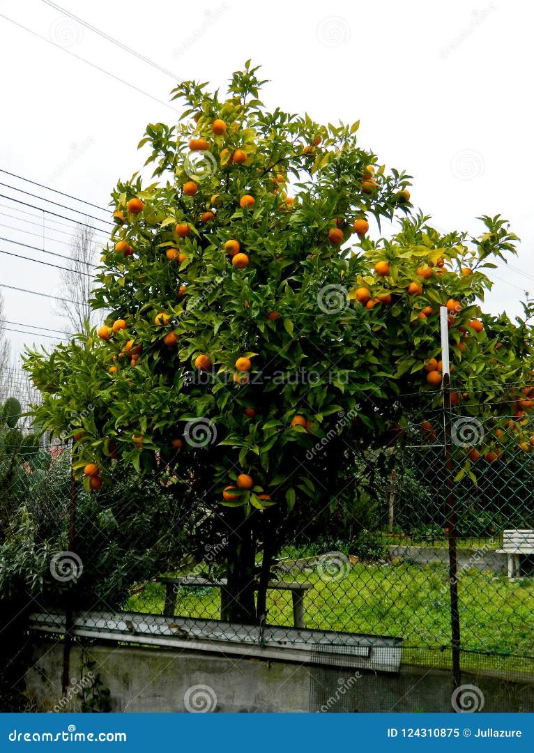 Мандариновый сад, самосбор, все вопросы по телефону