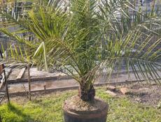 ❗❗Пальмы❗❗