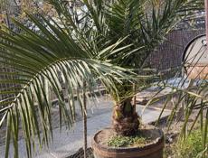 ❗❗Пальмы❗❗