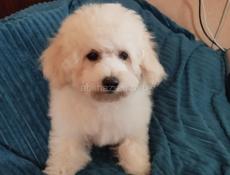 Щенок цветного Бишона