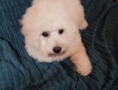 Щенок цветного Бишона