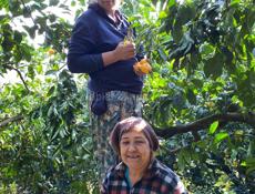 сборщики мандарин и хурмы есть группа из 5 человек 