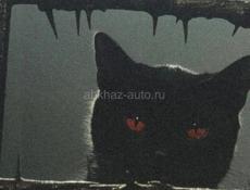 Куплю экран на IPhone XR оригинал 