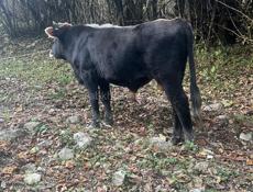 Бычок 2года