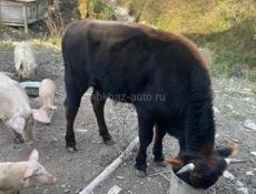 Продается бычок шведской породы 1,5 годичный 