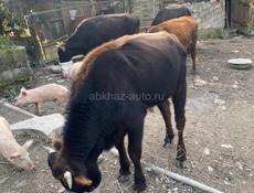 Продается бычок шведской породы 1,5 годичный 