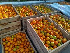 Продаю на сок