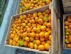 Продаю на сок 